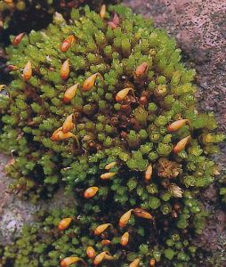 爪哇扭口蘚 爪哇扭口蘚