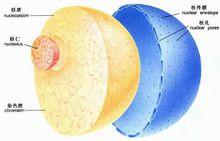 細胞核立體分層圖