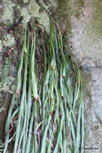 長葉書帶蕨 長葉書帶蕨