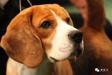 歷史上最優秀的比格公犬Uno（已逝）