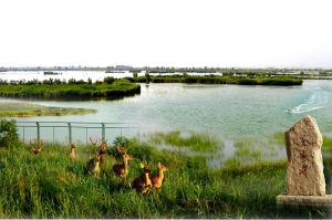 石嘴山星海湖國家濕地公園