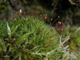 柔弱鞭苔 柔弱鞭苔