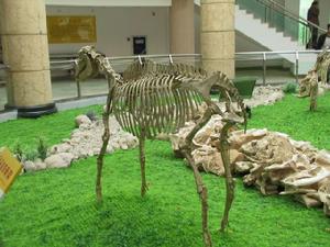 三趾馬屬 三趾馬屬