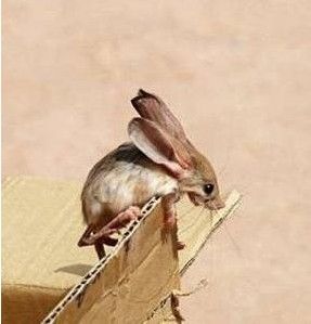 長耳跳鼠亞科 長耳跳鼠亞科