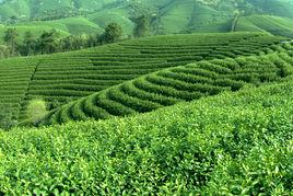 生態茶園 生態茶園