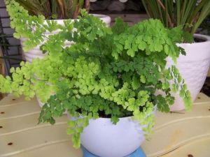 陝西鐵線蕨 陝西鐵線蕨