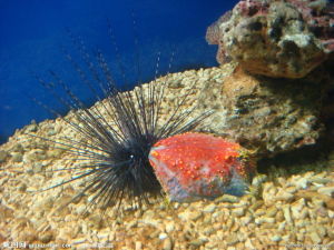 後口動物 後口動物