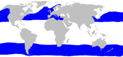 姥鯊全球分布圖