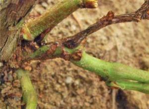 葡萄蔓枯病 葡萄蔓枯病