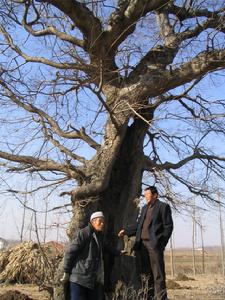 丈嶺鎮東下坡400年朴樹