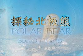 探秘北極熊 探秘北極熊