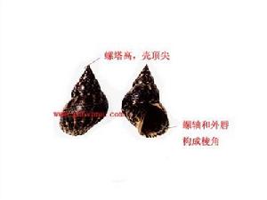 粗紋玉黍螺 粗紋玉黍螺