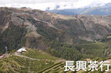 台中梨山附近的高山茶園