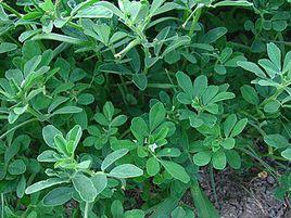 甜葉懸鉤子苷 甜葉懸鉤子苷