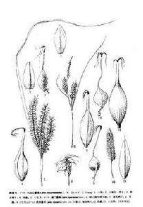 澳門薹草 澳門薹草