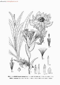 阿爾泰苔草 阿爾泰苔草