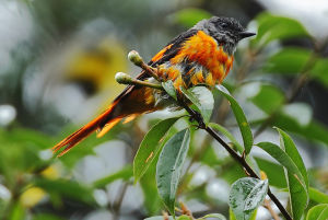 灰喉山椒鳥指名亞種 灰喉山椒鳥指名亞種
