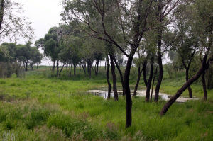百里湘江綠色生態長廊 百里湘江綠色生態長廊