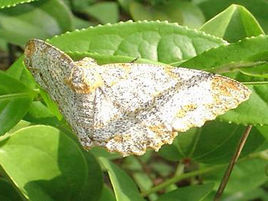 油桐尺蠖 油桐尺蠖