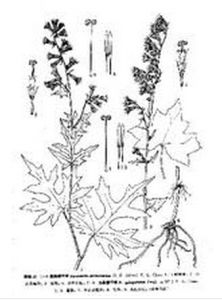 腺毛掌裂蟹甲草 腺毛掌裂蟹甲草