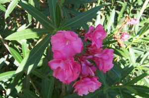 重瓣夾竹桃 重瓣夾竹桃