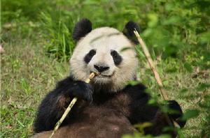 大熊貓蜀蘭 大熊貓蜀蘭