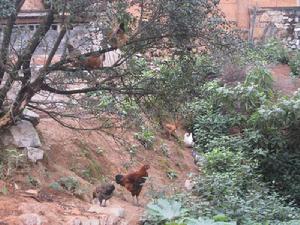 上哈租衣村畜牧業