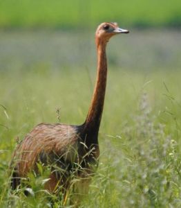 美洲鴕目 美洲鴕目