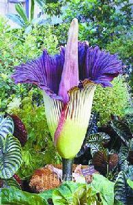 泰坦魔芋 泰坦魔芋