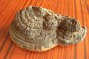 火木層孔菌 火木層孔菌