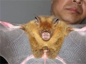 普氏蹄蝠 普氏蹄蝠