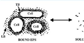 胞外聚合物 胞外聚合物