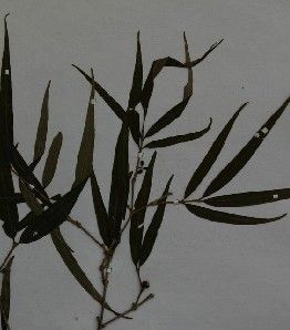 柳葉虎刺 柳葉虎刺