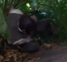 蒂姆艾克林被襲擊