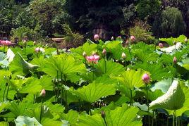 廣南蓮湖 廣南蓮湖