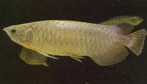 （圖）骨咽魚科