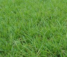 綠油油的水半夏田