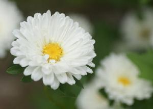 千葉玉玲瓏 桐鄉杭白菊