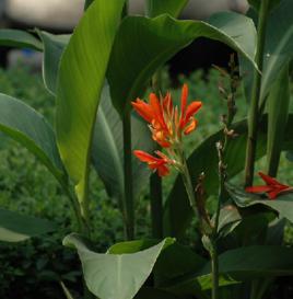 美人蕉花 美人蕉花