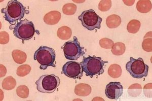 紅細胞內繁殖周期 紅細胞內繁殖周期