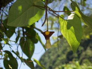 寶興馬兜鈴 寶興馬兜鈴