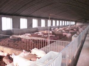 發酵床養豬 發酵床養豬