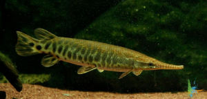 佛羅里達雀鱔 佛羅里達雀鱔