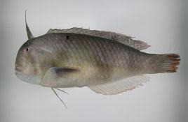 三帶頸鰭魚 三帶頸鰭魚