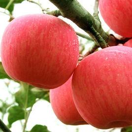 馬蘭紅蘋果 馬蘭紅蘋果