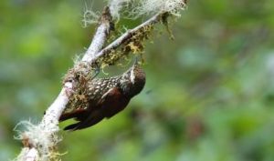 鱗斑爬樹雀 鱗斑爬樹雀