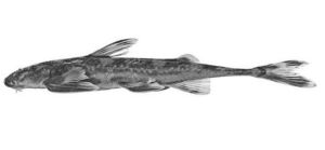 查氏杜鰍鯰 查氏杜鰍鯰