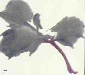 寫意（點簇）牡丹花朵及花葉