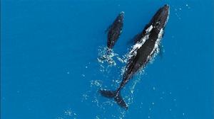 （圖）《地球》