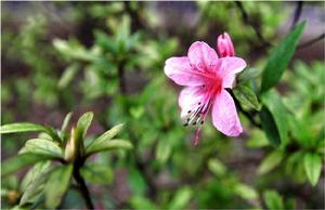 金平林生杜鵑 金平林生杜鵑